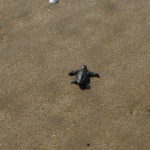 Baby turtle release tour