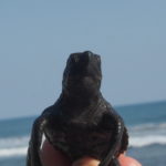 Baby turtle release tour