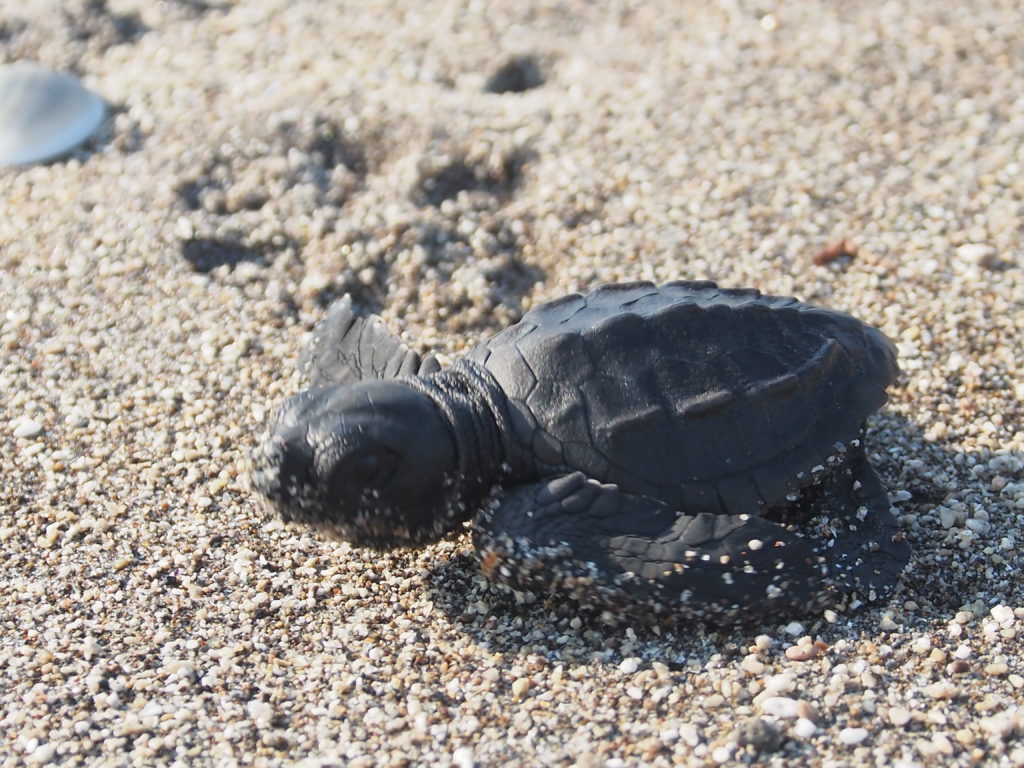 Layover in El Salvador | Baby Sea Turtle Realease Tour