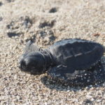 Basy sea turtle release tour